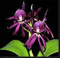 Cattleya bowringeana x Prosthechea cochleata